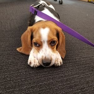 Dog collar and leash